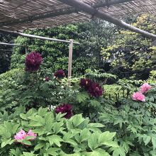 渋い色味の牡丹も