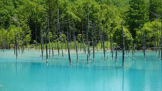 ものすごくきれいな青！（但し、日にちや時間によります）