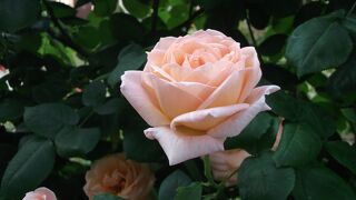 色とりどりのバラの花