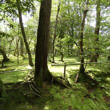 秋篠寺境内苔庭
