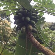 シンガポール植物園