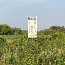 なぎさ第一公園ハマヒルガオ群生地。