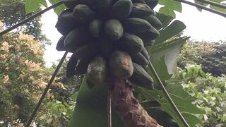 シンガポール植物園