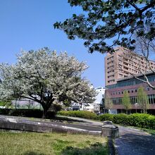 桜の季節には、ソメイヨシノはじめ数種類の桜が楽しめます