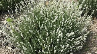 珍しい白のラベンダーが見られます