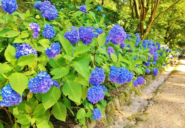 神戸市立森林植物園 クチコミ アクセス 営業時間 神戸 フォートラベル