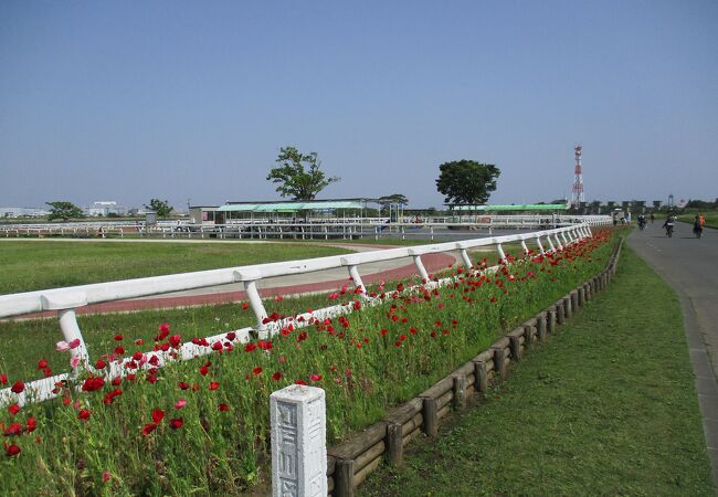 馬場の周囲にはきれいな花が咲いていました