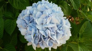 勝運と馬の神様