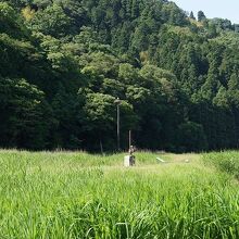 コウノトリの人口塔