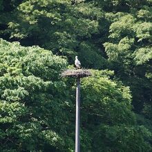 コウノトリの人口塔
