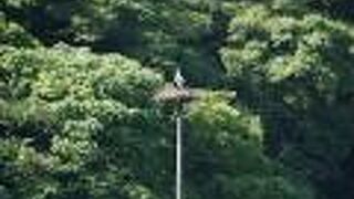 かわいいコウノトリの雛が見られる