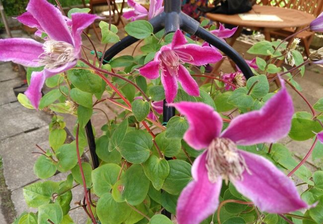 筑波実験植物園 クチコミ アクセス 営業時間 つくば フォートラベル 筑波実験植物園 クチコミ アクセス 営業時間 つくば フォートラベル