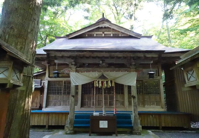 原生林に覆われた神社 （隠津島神社） 