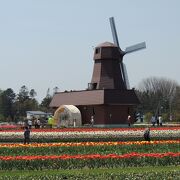 園内のチュ－リップを自分で摘み、購入できるイベント