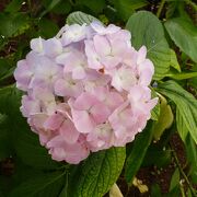 季節の花々を楽しめる