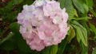 季節の花々を楽しめる