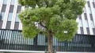 東京国税局の敷地内にあります