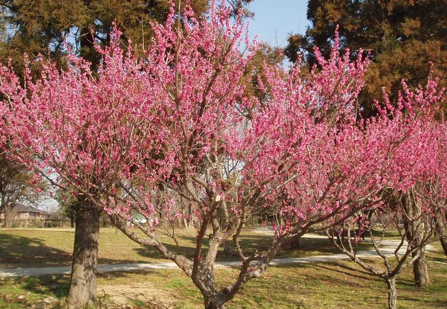 芳しい梅の花