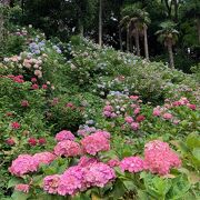 ひと山まるごと紫陽花！