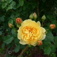 この花弁も幾重にもなっている黄色のバラ