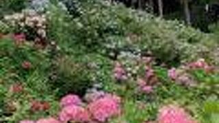 ひと山まるごと紫陽花！