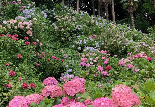 ひと山まるごと紫陽花！