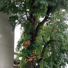 I  love   銀杏の木