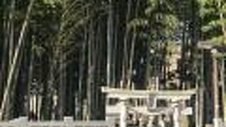 駅の近くなのに竹藪