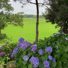 紫陽花の庭の前に広がる田んぼ