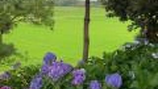 紫陽花の美しいお寺です