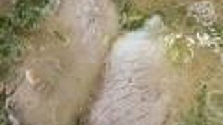 昔ながらの豚骨ラーメン