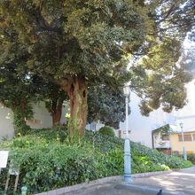 木がささっているみたいです