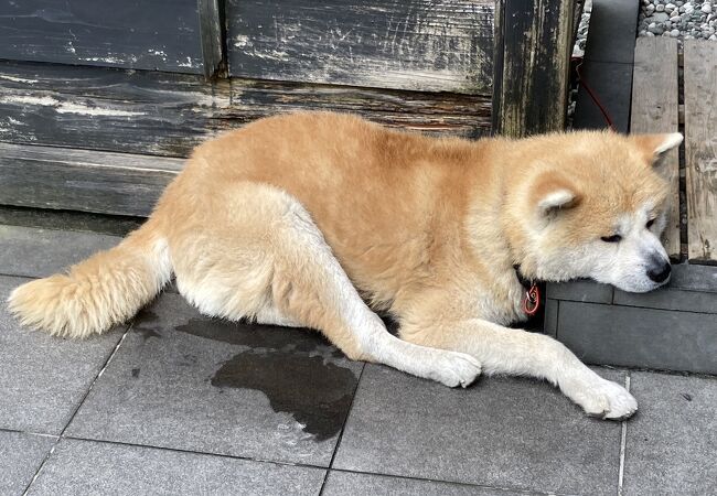 看板犬