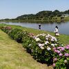 多古町あじさい公園