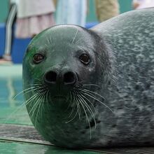 散歩中のゴマフアザラシ