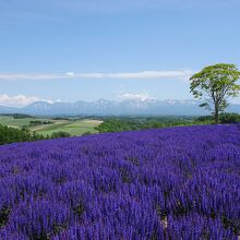 素晴らしい紫色のお花