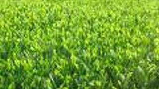 お茶のシーズン