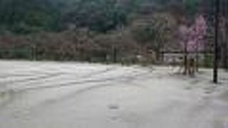 香嵐渓の、広々とした広場