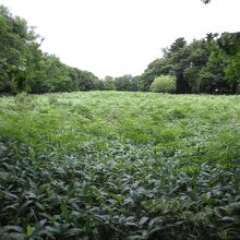 釧路湿原国立公園