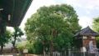 大きな大きなクスノキが印象的でした