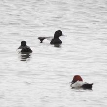 スズガモ♂ ＆ キンクロハジロ♂ & ホシハジロ♂