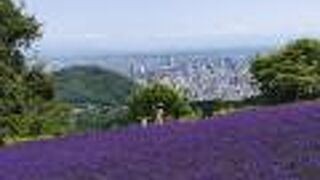 7月10日過ぎは、まだ見ごろの始まり（2021年）