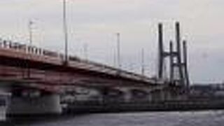 淡水域でスズガモが見られました。