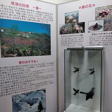 パネルやジオラマや剥製などで展示