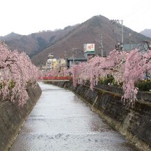 倉津川の桜
