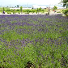 目の前には、ラベンダー畑