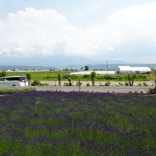 上を見上げても、素晴らしい景色が眺められます