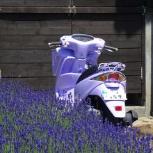 園内移動用スクーターもラベンダー色！