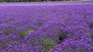 ラベンダー満開