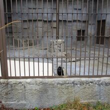 円山動物園 類人猿館